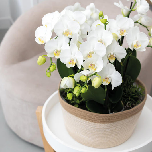 Kolibri Orchideen Set Weiß 3er Schilfkorb Ø12 cm | Pflanzfix24.de - Pflanzfix24.de