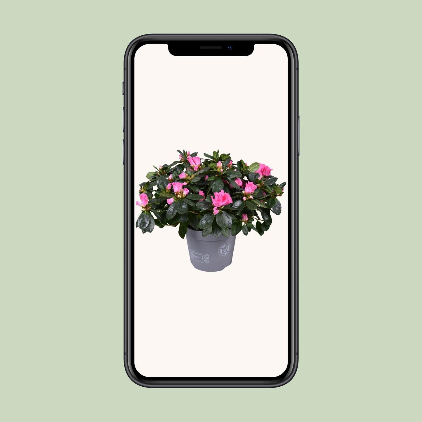 Azalea Rose Vogel - Ø14cm - ↕30cm - Pflanzfix24