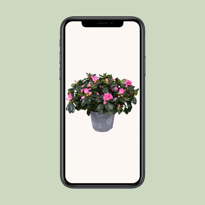 Azalea Rose Vogel - Ø14cm - ↕30cm - Pflanzfix24