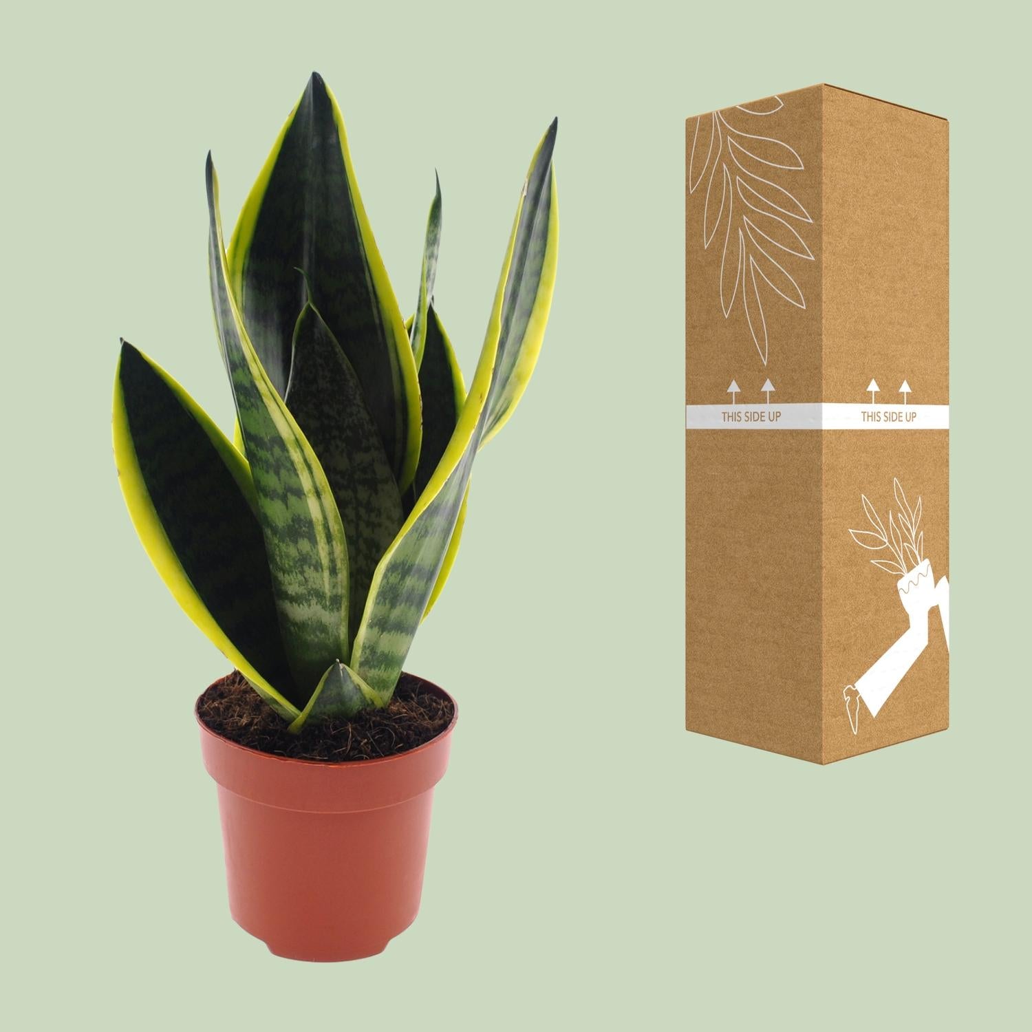 Sansevieria Futura Superba Ø12cm – 30cm hoch | Pflanzfix24.de - Pflanzfix24.de