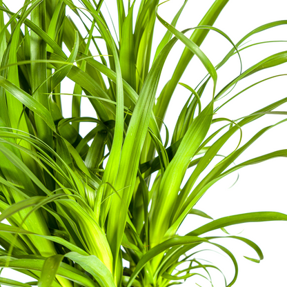 Beaucarnea Recurvata Stamm Ø27cm - ↕110 - 130cm - Pflanzfix24.de - Pflanzfix24.de