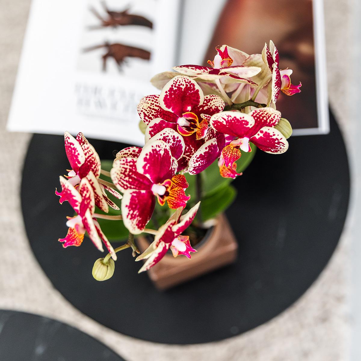 Phalaenopsis Orchidee Spanien Gelb-Rot Ø9cm – Pflanzfix24.de - Pflanzfix24.de