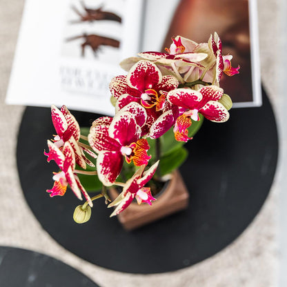 Phalaenopsis Orchidee Spanien Gelb-Rot Ø9cm – Pflanzfix24.de - Pflanzfix24.de