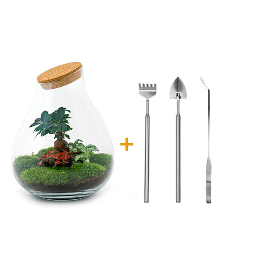 Flaschengarten - Drop XL - DIY Terrarium Set - Pflanzfix24.de - Pflanzfix24.de