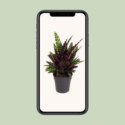 Calathea Lancifolia - Ø27cm - pflanzfix24