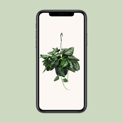 Scindapsus Pictus Trebie - Ø15cm - ↕35cm - Pflanzfix24