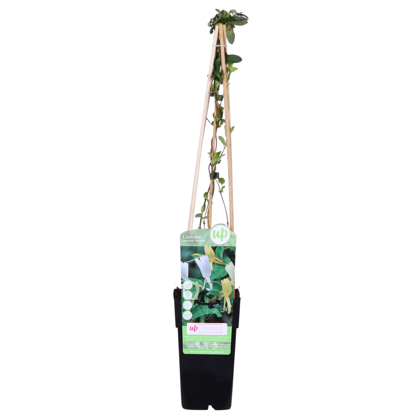 Lonicera japonica 'Halliana' Weißes Geißblatt Ø15cm – Pflanzfix24.de - Pflanzfix24.de