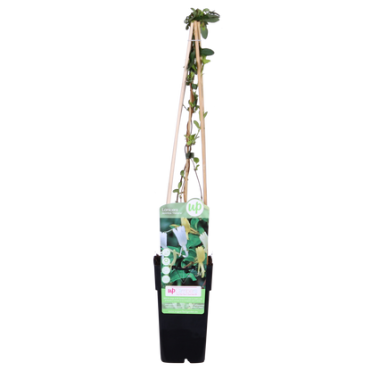 Lonicera japonica 'Halliana' Weißes Geißblatt Ø15cm – Pflanzfix24.de - Pflanzfix24.de
