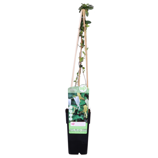 Lonicera japonica 'Halliana' Weißes Geißblatt Ø15cm – Pflanzfix24.de - Pflanzfix24.de