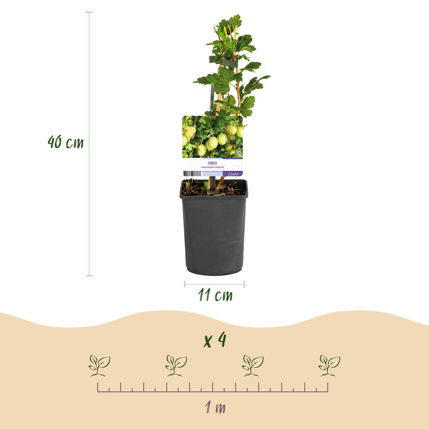 Pflanzfix24 - Stachelbeere 'Invicta' - 2 Pflanzen - Topf 11cm