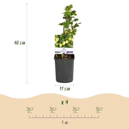 Pflanzfix24 - Stachelbeere 'Invicta' - 2 Pflanzen - Topf 11cm