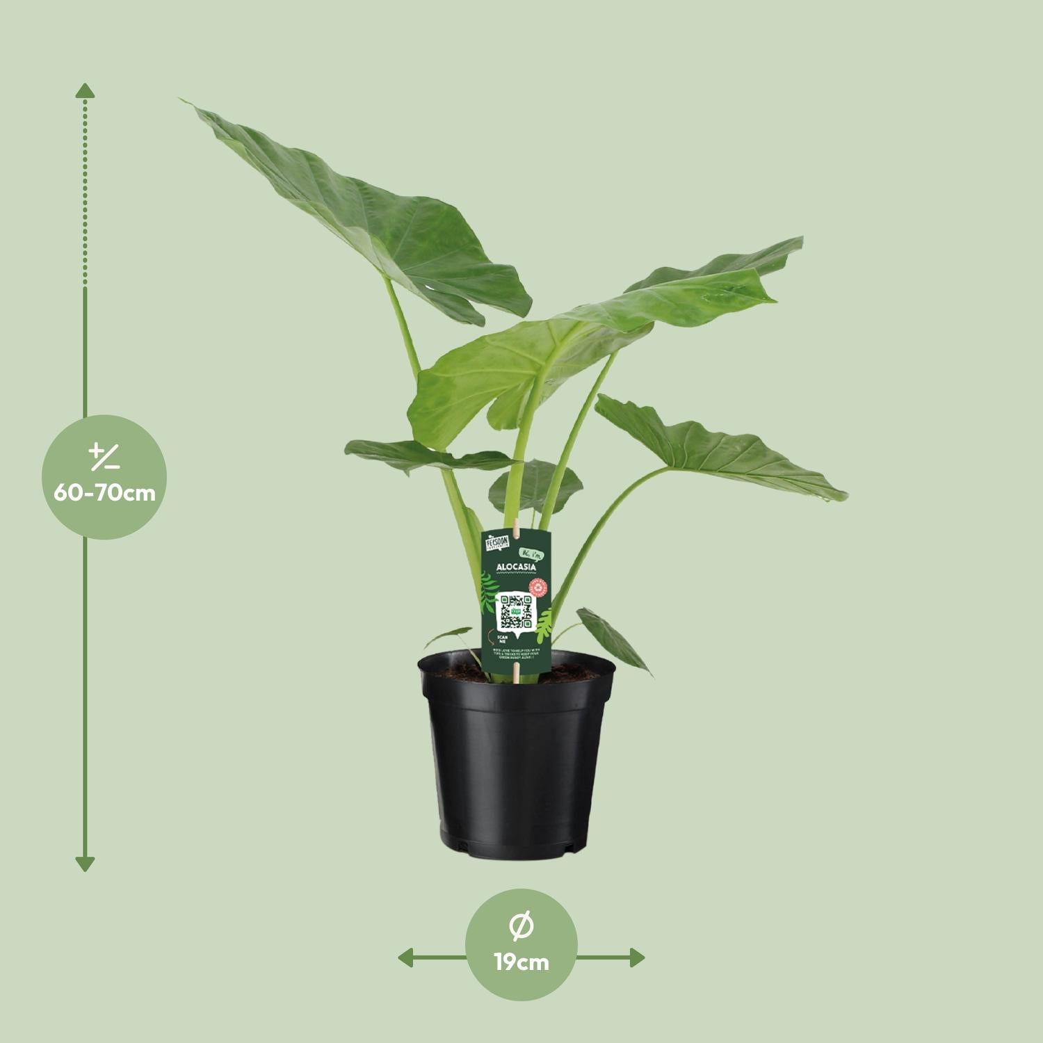 Alocasia Macrorrhiza - Ø19cm - ↕70cm bei Pflanzfix24.de - Pflanzfix24.de