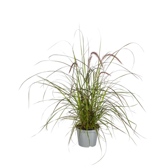 4x Pennisetum x advena Rubrum Ø13cm - ↕50 - 60cm bei Pflanzfix24.de - Pflanzfix24.de