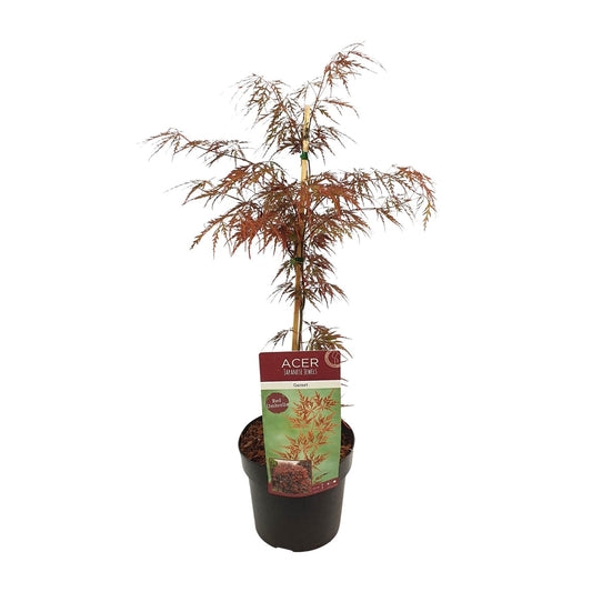 Acer palm. 'Garnet' - Ø19cm - ↕40cm bei Pflanzfix24.de - Pflanzfix24.de