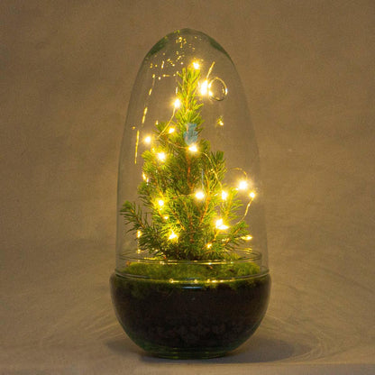 Flaschengarten - Egg Christmas - ↕ 25 cm - Pflanzfix24