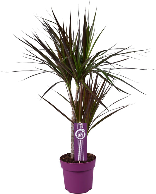 Dracaena Magenta - Ø17cm - ↕70cm - Pflanzfix24.de - Pflanzfix24.de
