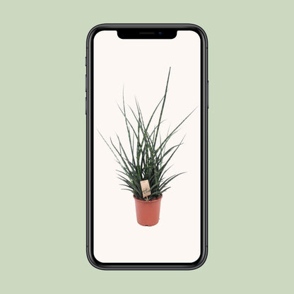Sansevieria Fernwood Punk - Ø17cm - ↕65cm - Pflanzfix24
