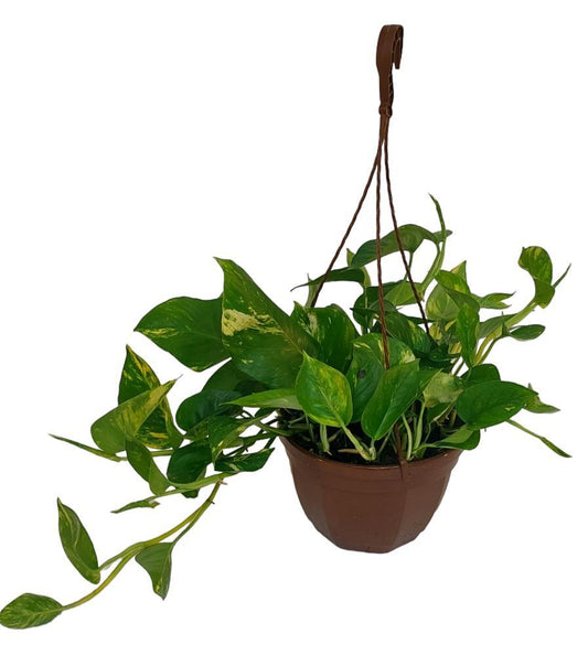 Epipremnum Pinatum Aureum - Ø23cm - ↕50cm - Pflanzfix24