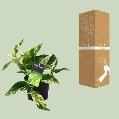 Scindapsus (Epipremnum) Marble Queen - Ø12cm - ↕25cm - Pflanzfix24