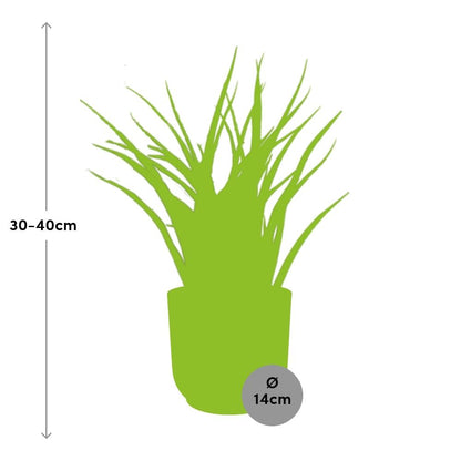 Sansevieria Fernwood Punk in ELHO Vibes Fold 14cm roze - Pflanzfix24