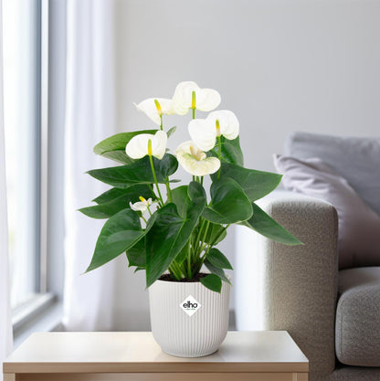 Anthurium White - Ø12cm - ↕43cm - pflanzfix24