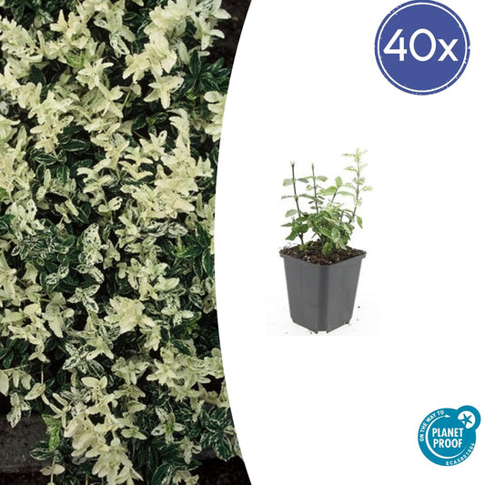 40x Euonymus fortunei 'Harlequin' - Pflanzfix24.de - Pflanzfix24.de