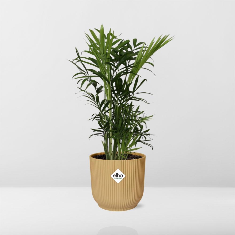Chamaedorea Elegans in ELHO Vibes Fold 14cm geel - pflanzfix24