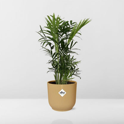 Chamaedorea Elegans in ELHO Vibes Fold 14cm geel - pflanzfix24