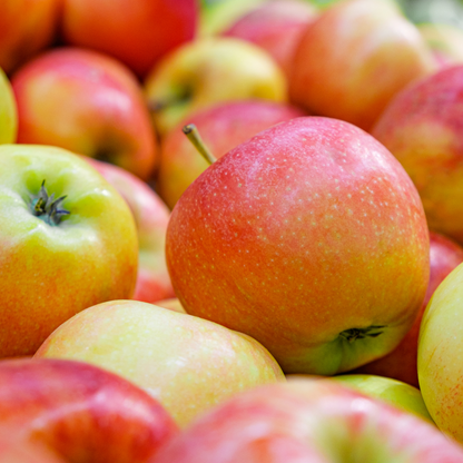 Bio-Apfelbaum Malus - 1 x Ø 20 cm - ↨ 60 cm - Pflanzfix24.de - Pflanzfix24.de