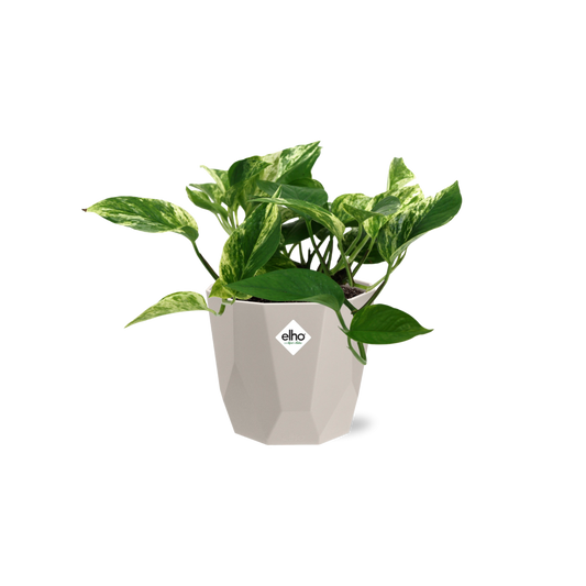 Scindapsus Marble Queen in ELHO b.for rock 14 cm warm grey - Pflanzfix24