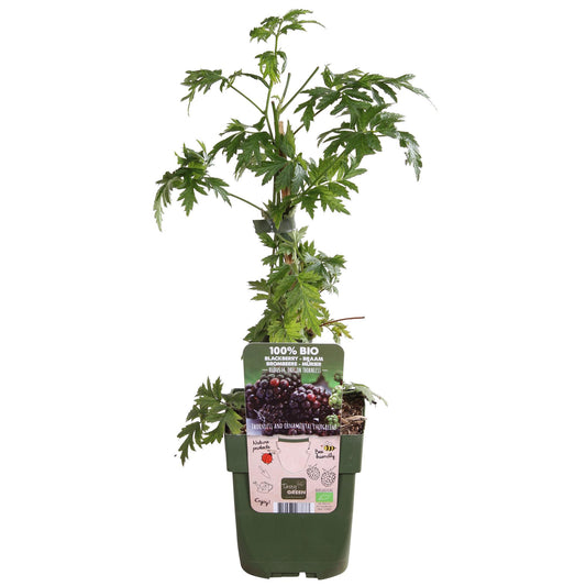 Rubus fruticosus Thornless Evergreen – dornlose Kletterbrombe | Pflanzfix24.de - Pflanzfix24.de