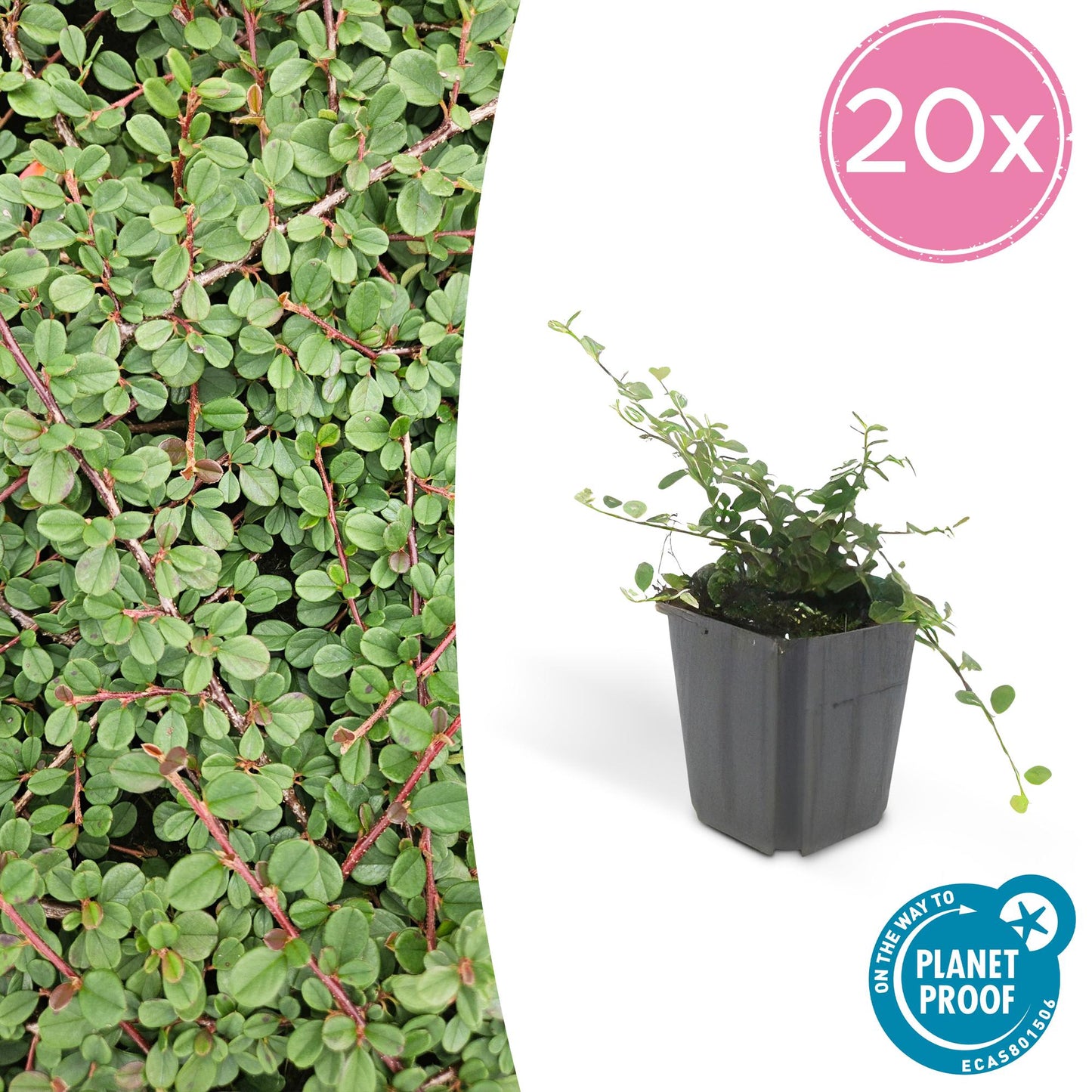 20x Cotoneaster prostratus 'Queen of Carpets' Bodendecker | Pflanzfix24.de - Pflanzfix24.de