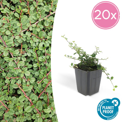 20x Cotoneaster prostratus 'Queen of Carpets' Bodendecker | Pflanzfix24.de - Pflanzfix24.de