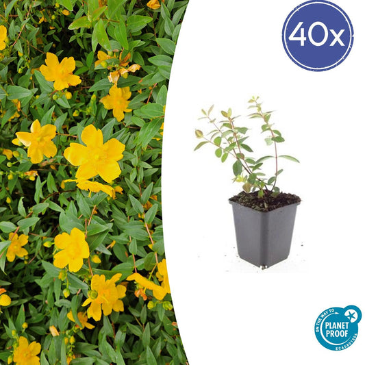 40x Hypericum dummeri 'Peter Dummer' - ↕10-25cm - Ø9cm - Pflanzfix24.de - Pflanzfix24.de