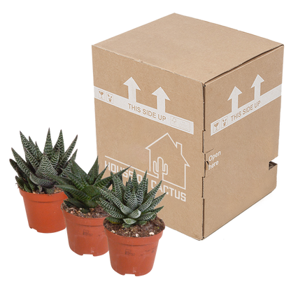 Gasteria/Haworthia-Mischung 8,5cm - 3x - zonder pot - Pflanzfix24.de - Pflanzfix24.de