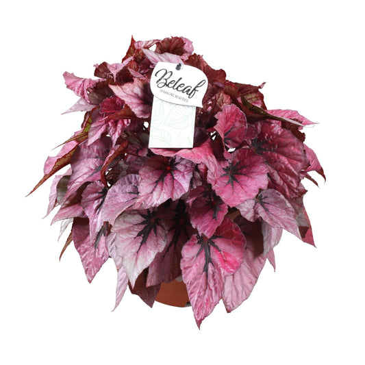 Begonia Beleaf Indian Summer - Ø17cm - ↕32cm - Pflanzfix24