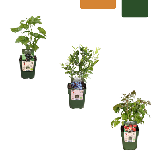 Früchte-Party BIO Beeren-Set – 3 Obstpflanzen | Pflanzfix24.de - Pflanzfix24.de