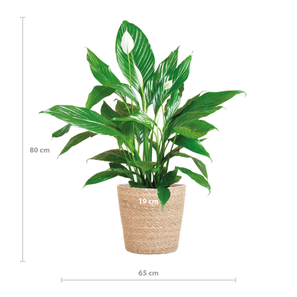 Spathiphyllum 80 cm mit Korb Sofia natur – Pflanzfix24.de - Pflanzfix24.de