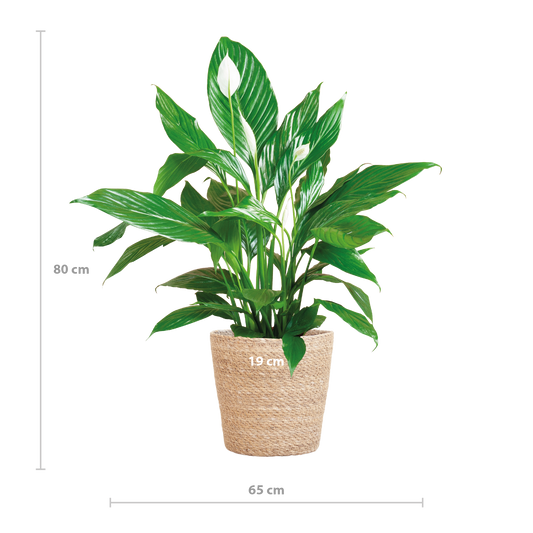 Spathiphyllum 80 cm mit Korb Sofia natur – Pflanzfix24.de - Pflanzfix24.de