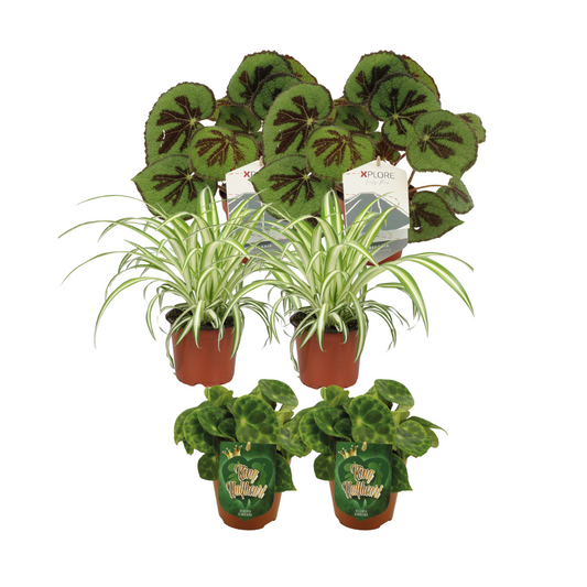 Begonia + Chlorophytum Mix - 6 Stück - Ø12cm - ↕20-30cm - Pflanzfix24