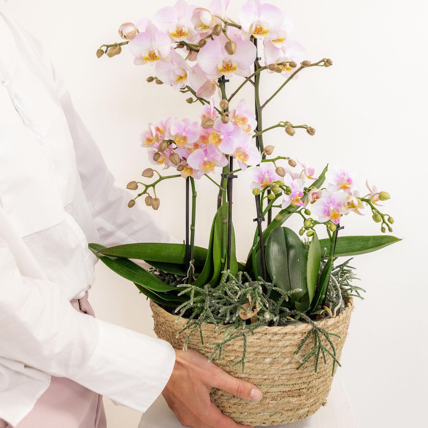 Kolibri Orchids | rosa Pflanzenset im Baumwollkorb - Pflanzfix24