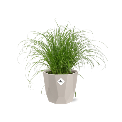 Cyperus Alternifolius Zumula Zonder Etiket in ELHO b.for rock 14 cm warm grey - Pflanzfix24