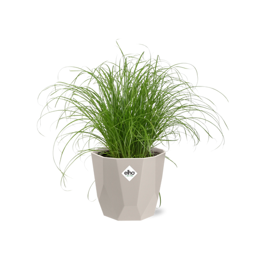 Cyperus Alternifolius Zumula Zonder Etiket in ELHO b.for rock 14 cm warm grey - Pflanzfix24