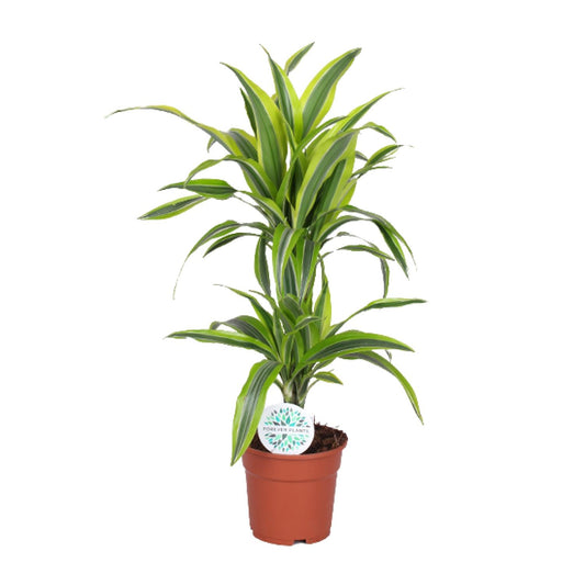 Dracaena Lemon Lime - Ø17cm - pflanzfix24