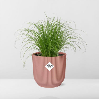Cyperus Alternifolius Zumula in ELHO Vibes Fold 14cm roze - pflanzfix24