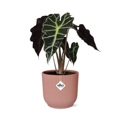 Alocasia Polly ELHO Vibes Fold 14cm rosa | Pflanzfix24