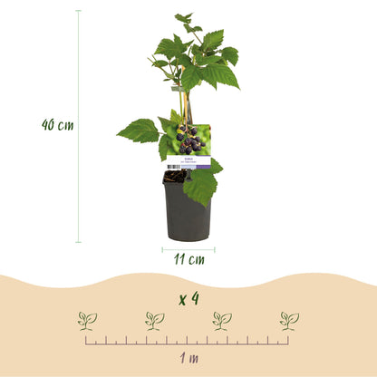 Pflanzfix24 - Obstpflanze - Brombeere - Rubus fruticosus Triple Crown - Schwarze Brombeere - Dornenlos - 2 Pflanzen - Topf 11cm Höhe 40cm