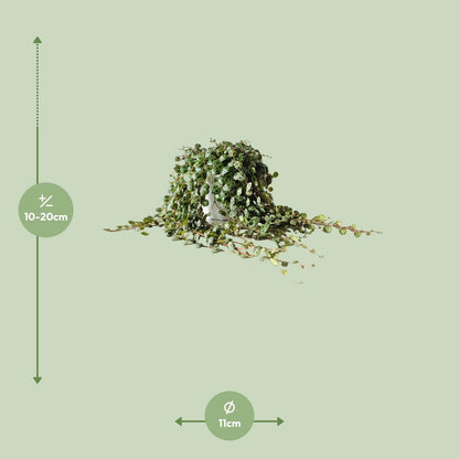 Peperomia Prostrata - Ø11cm - ↕15cm - Pflanzfix24