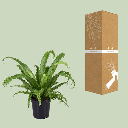 Asplenium Antiquum Osaka - Ø17cm - ↕45cm - Pflanzfix24