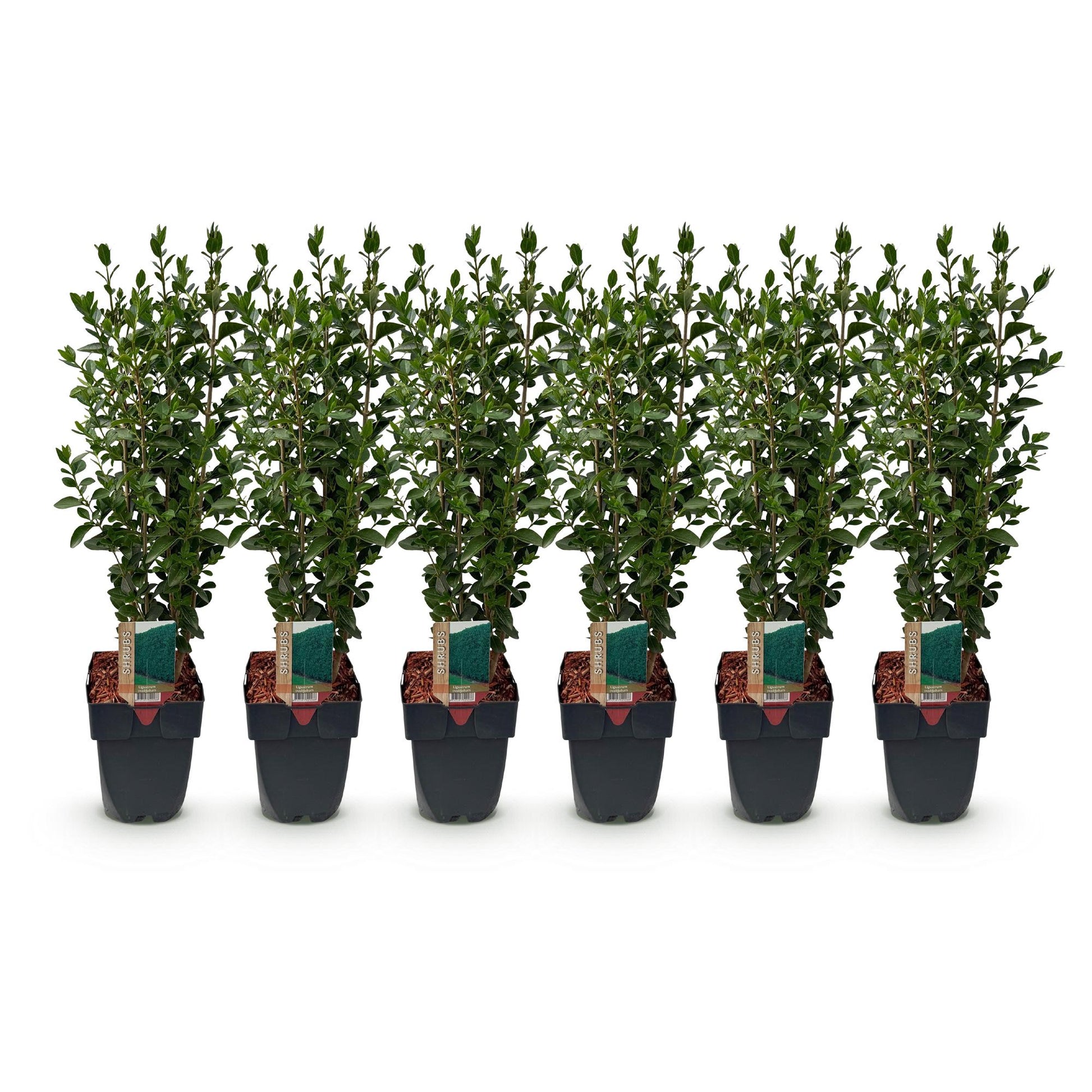 GreenboutiQ - Ligustrum ovalifolium Heckenpflanzen - 6 Pflanzen - Pflanzfix24.de - Pflanzfix24.de